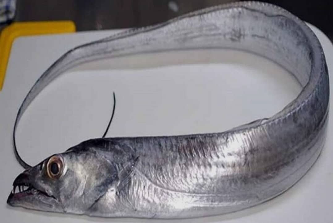 Horse Mackerel / Saif Rando